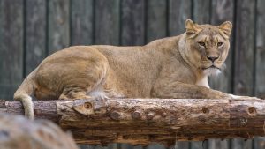 lion live cam zoo