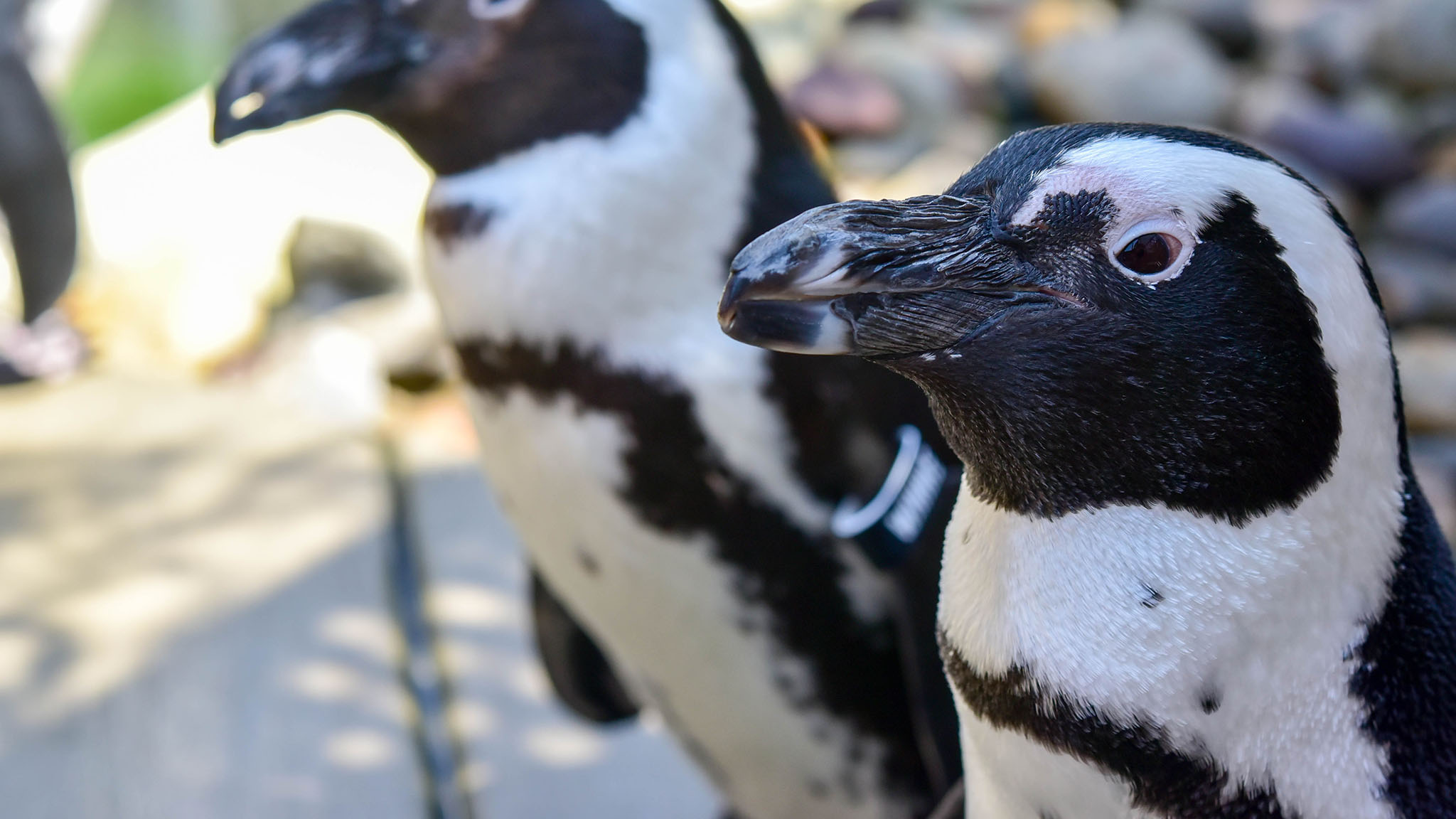Penguin Encounters The Maryland Zoo - 
