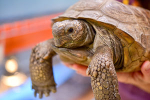 Meet The Animals | The Maryland Zoo