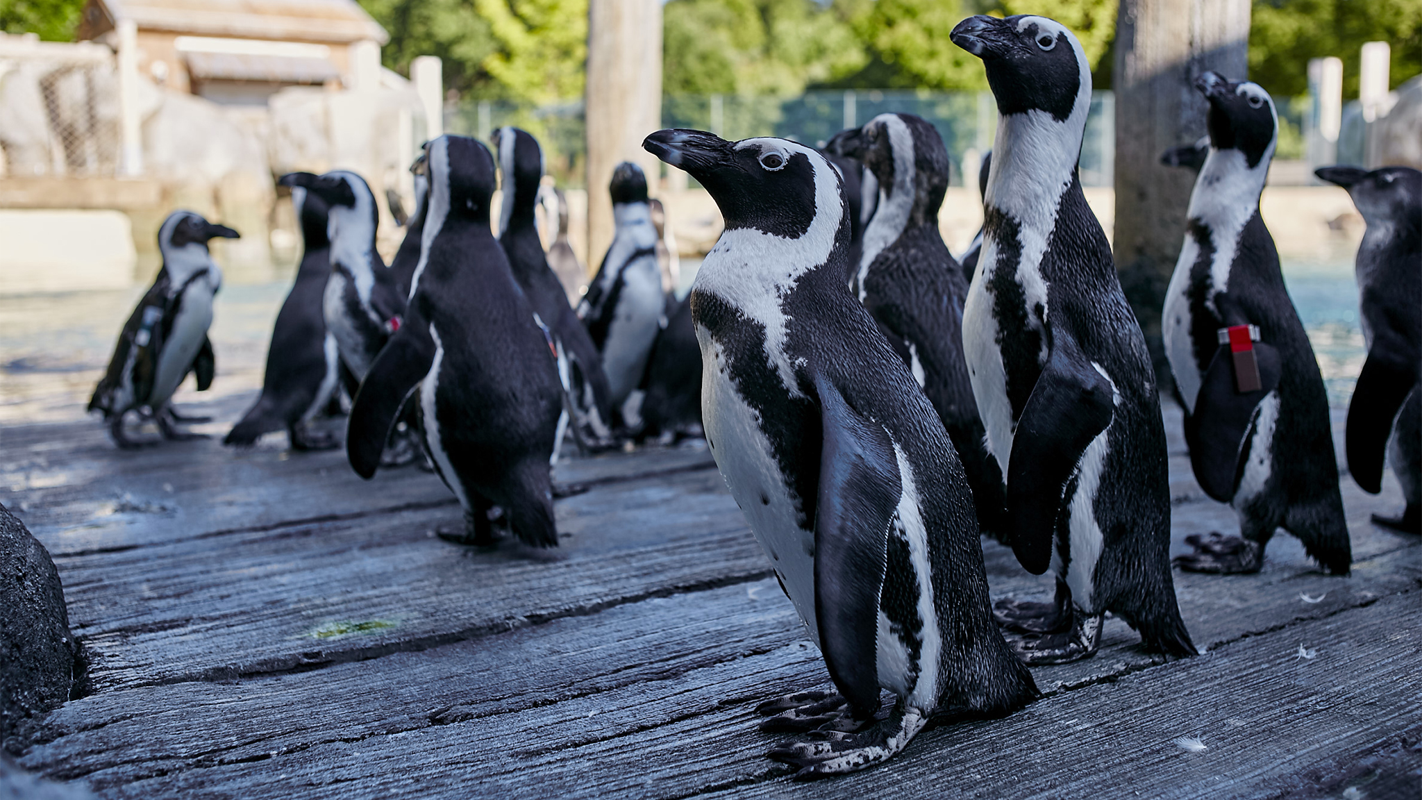 Kafmo Xxx - The Maryland Zoo in Baltimore