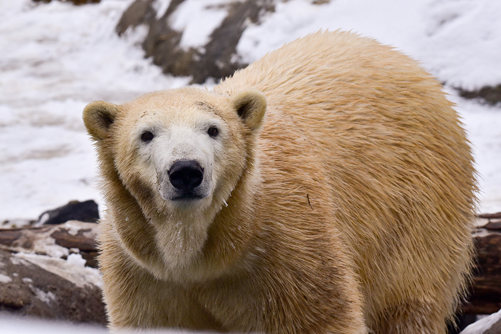 Adopt an Animal | The Maryland Zoo