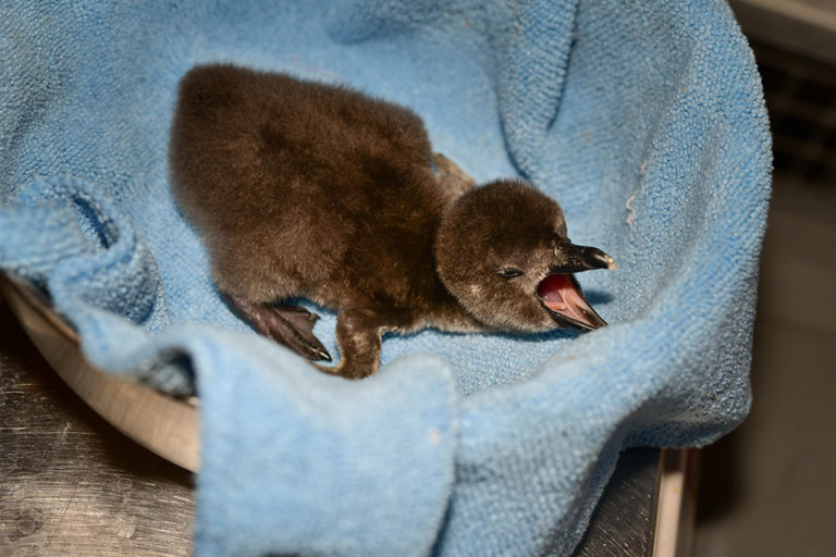 Maryland Zoo Welcomes First Penguin Chicks of the Breeding Season | The ...