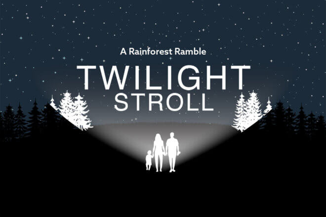 Twilight Stroll: A Rainforest Ramble