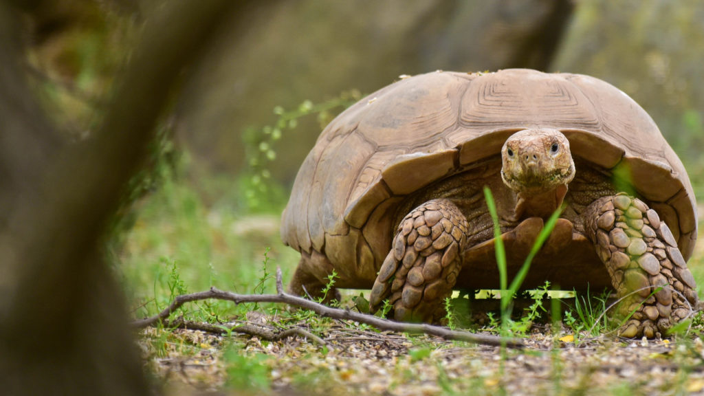 Kids & Families | The Maryland Zoo