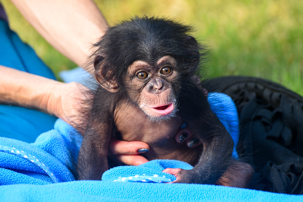 baby chimpanzee