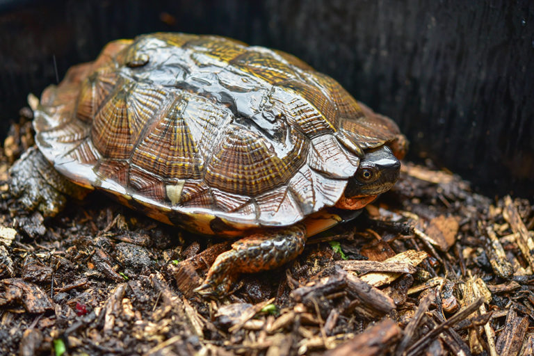 Wood Turtle Rescue | The Maryland Zoo