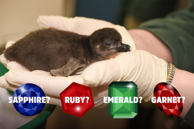Surrogate Penguin Parents Help To Hatch Precious Chick