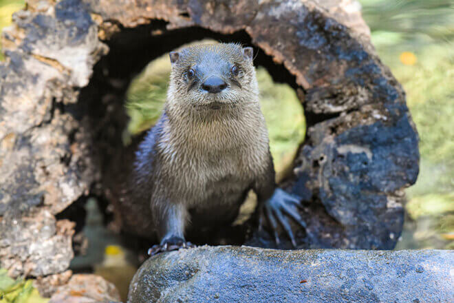 Otter Training image