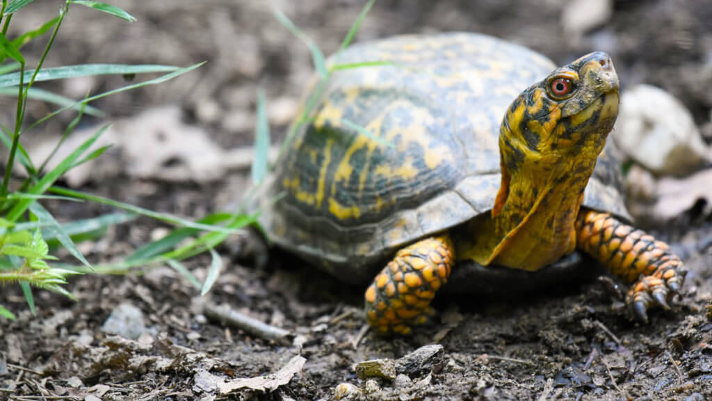 Maryland Native Species | The Maryland Zoo