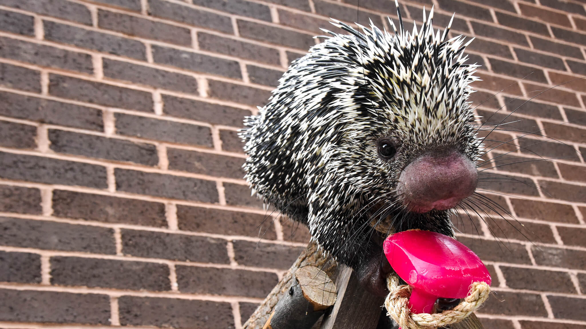 prehensile tailed porcupine with enrichment toy