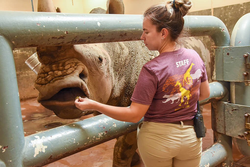 Rhino Training | The Maryland Zoo