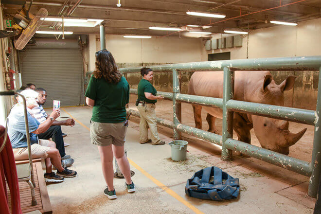 Rhino Training | The Maryland Zoo