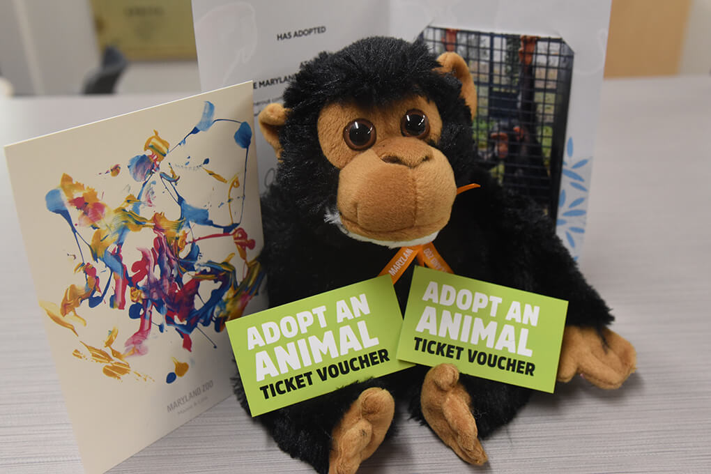 chimp adoption package