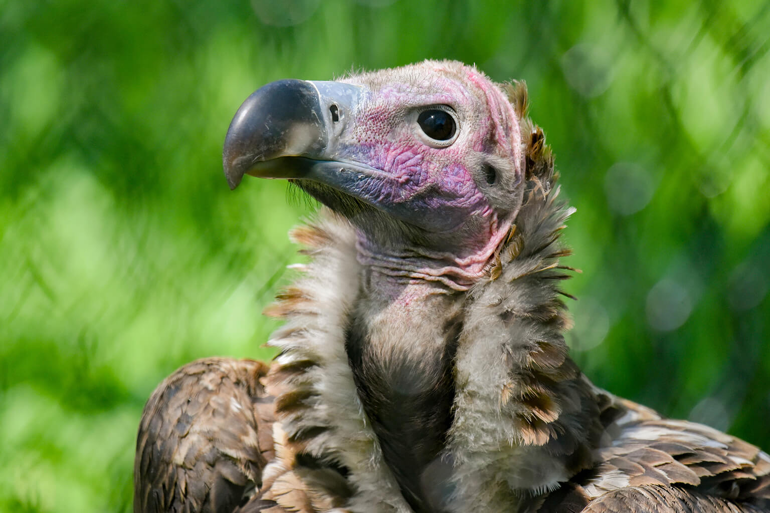 Lappet-faced Vulture | The Maryland Zoo