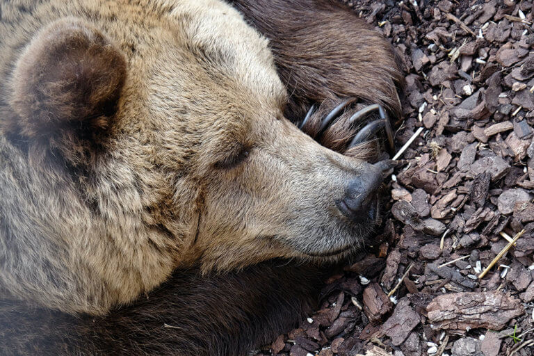 grizzly sleeping