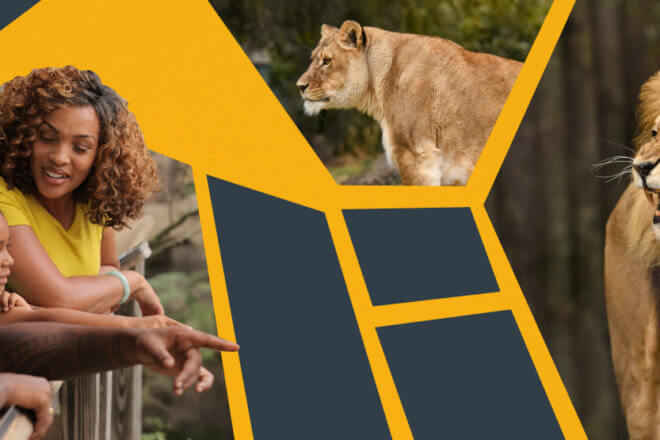 zoo guests pointing at lions