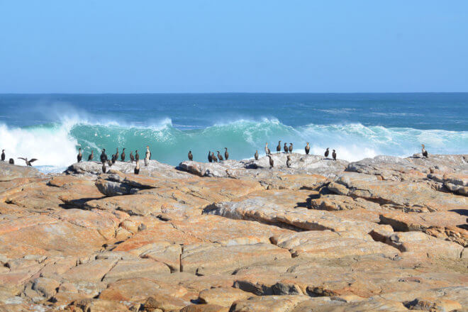 sea birds on rocks in front of crashing wave