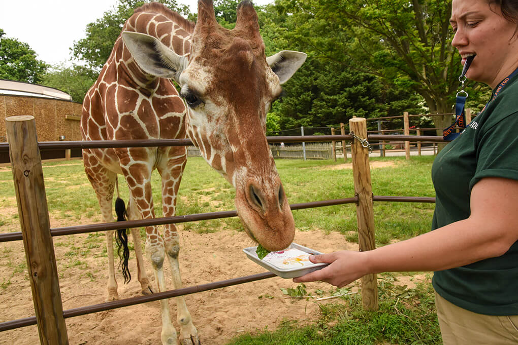 Artwork by Animals | The Maryland Zoo