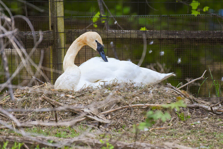 Trumpeter Swan Nesting The Maryland Zoo