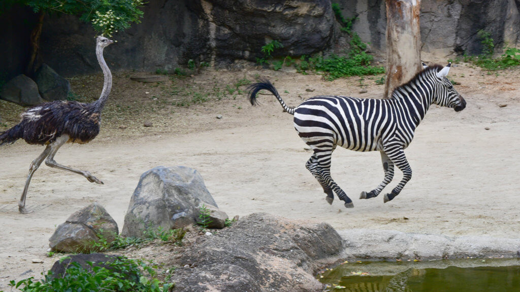 Digital Membership Cards | The Maryland Zoo