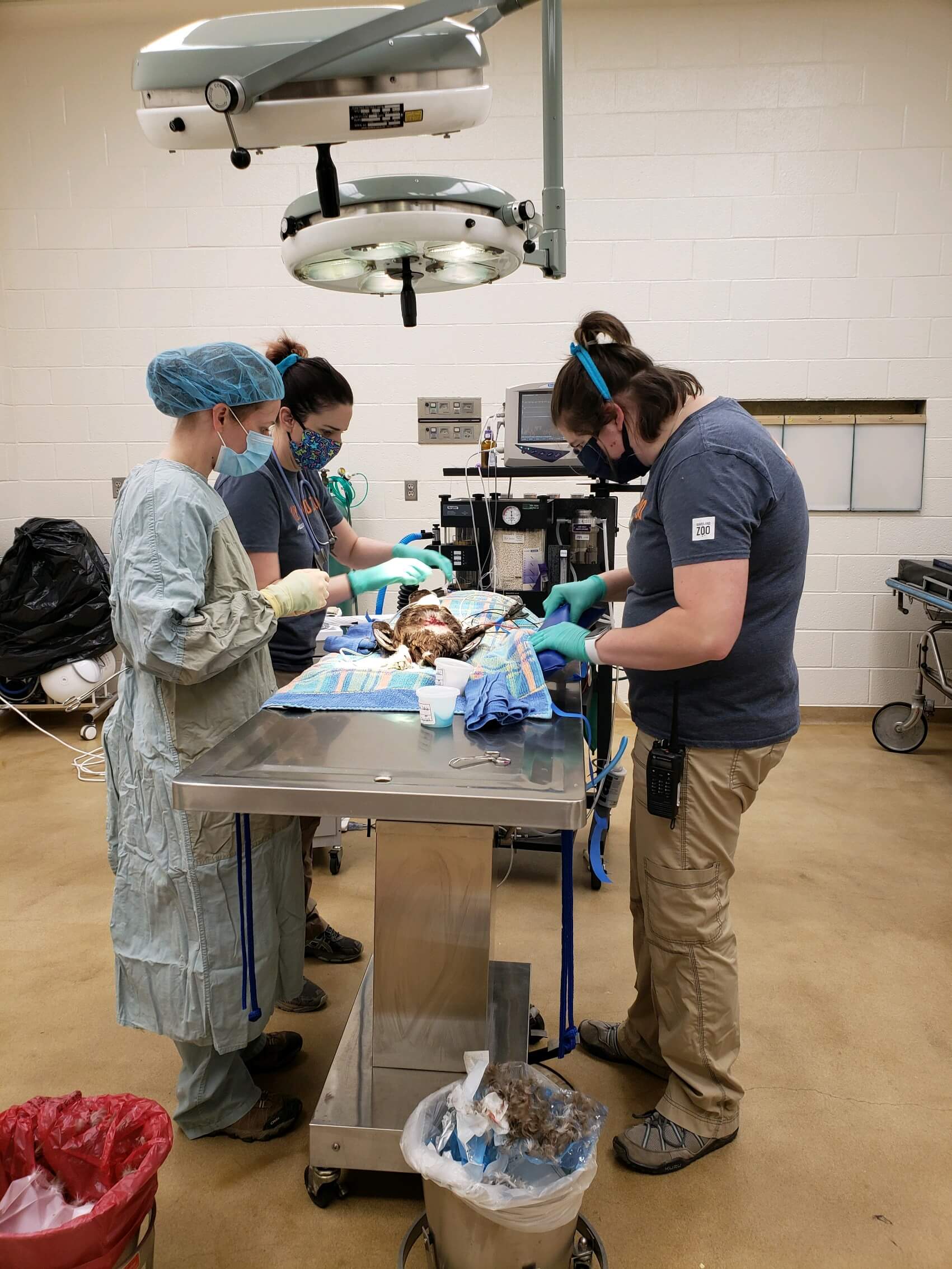 National Vet Tech Week Q&A | The Maryland Zoo