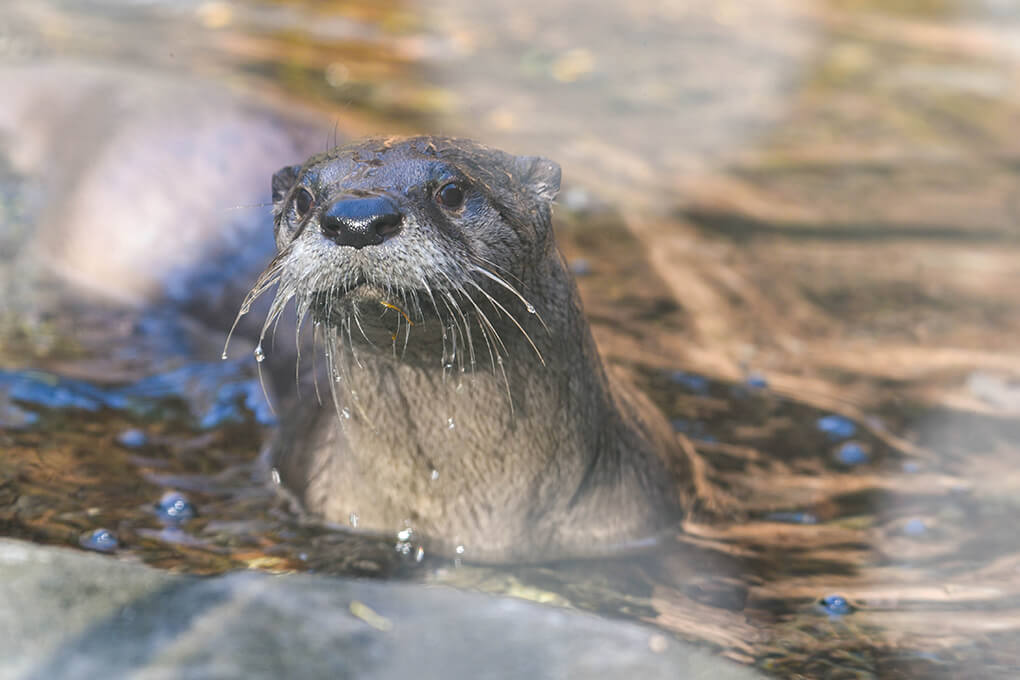 Maryland Zoo Welcomes a New Female North American River Otter | The ...