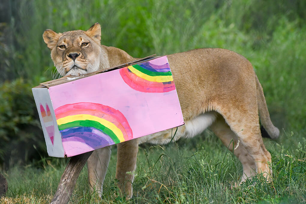 Pride Celebration | The Maryland Zoo