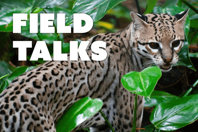 Bobcat hiding within plants. Headline text that states, Field talks.