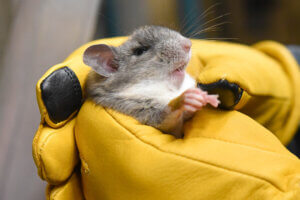 Chinchilla being held by thick yellow gloves.