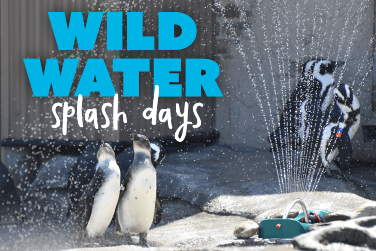 Wild Water Splash Days event promotional graphic.