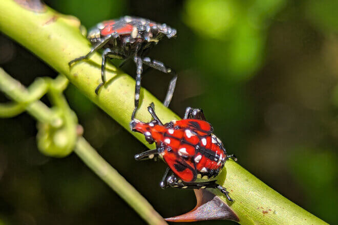 Two spotted lanternflies on a plant