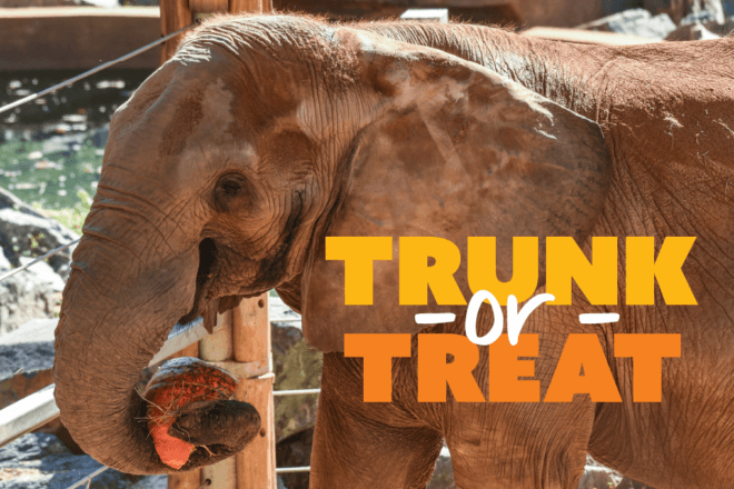 Trunk or Treat with elephant