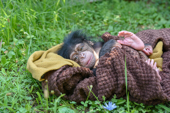 Baby chimpanzee Ivy laying in blanket