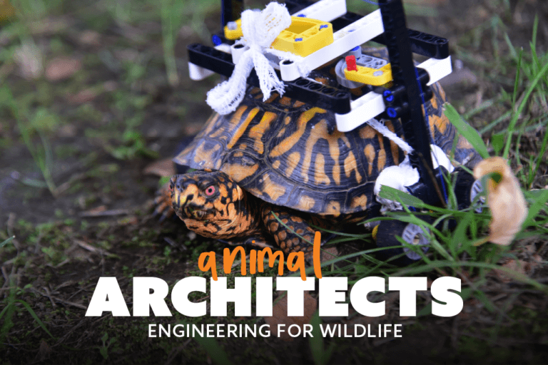 Animal Architects: Engineering for Wildlife.