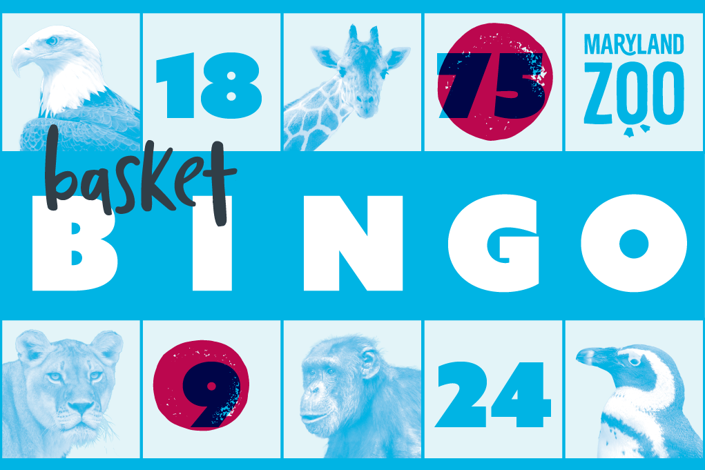 Basket Bingo