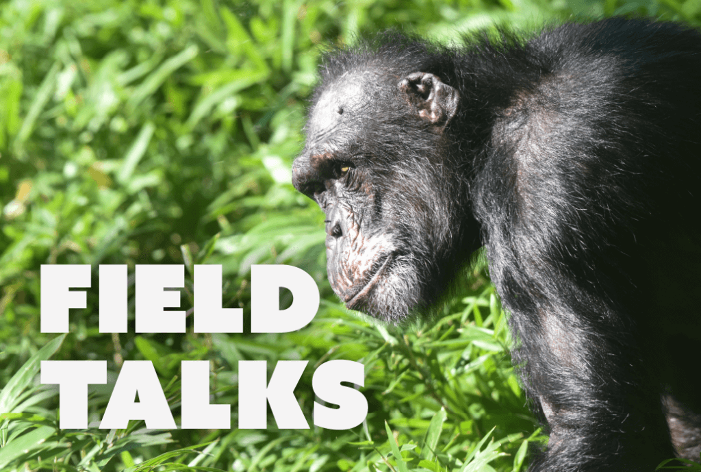 Chimpanzee Field Talk