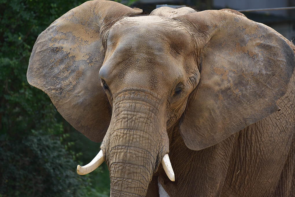 Maryland Zoo Mourns the Loss of its Oldest African Elephant | The ...