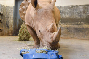 Rhinoceros with enrichment