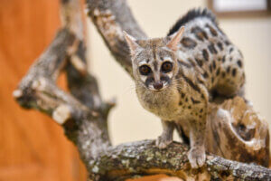 Cape Genet