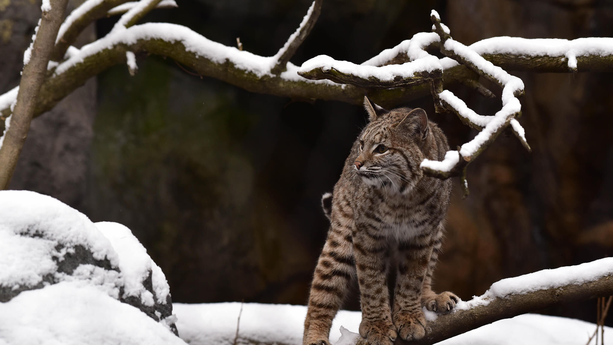 bobcat in snow