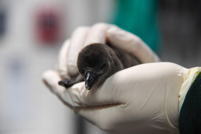 African penguin chick