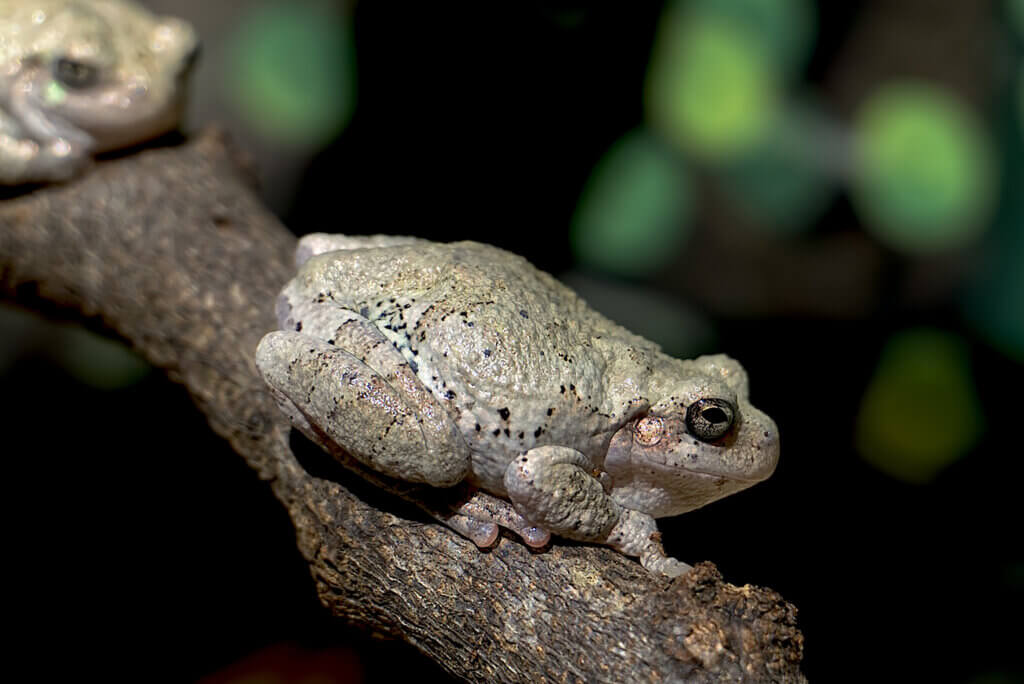 cope's tree frog on branch background