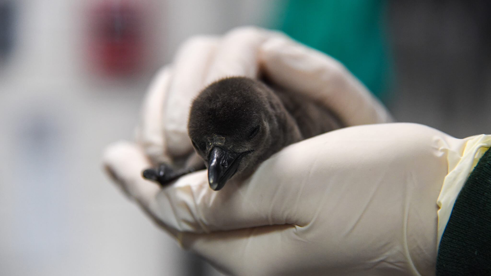 African penguin chick in hand