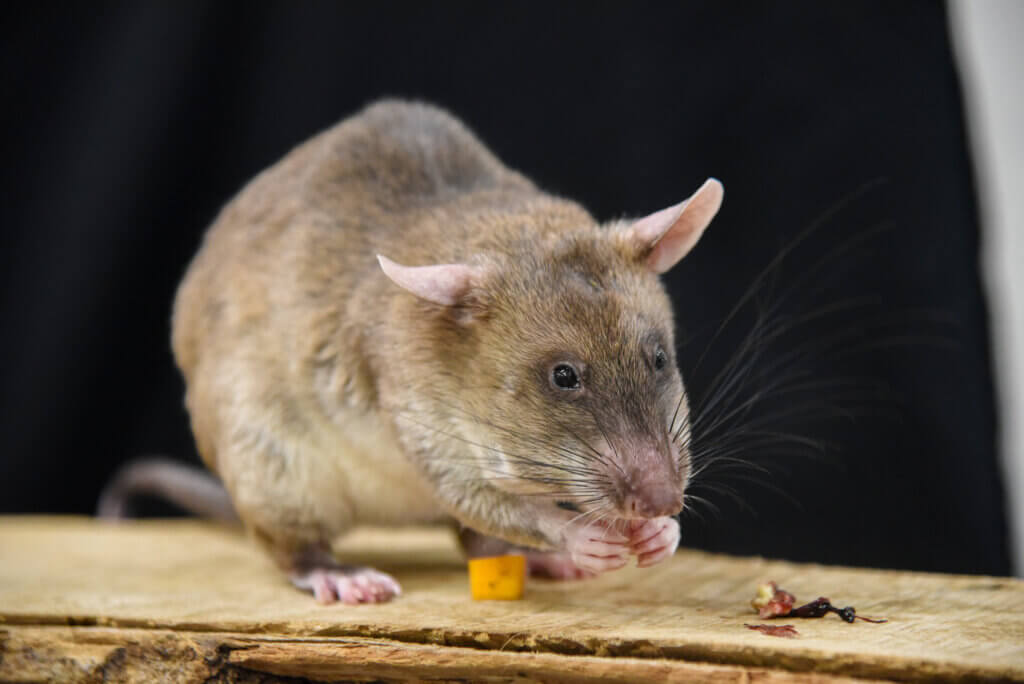 Pouched rat background