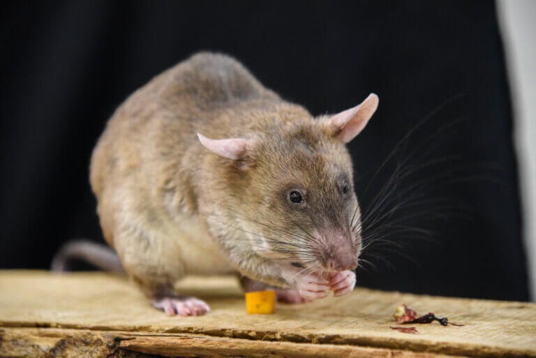 East African Savannah Pouched Rat | The Maryland Zoo