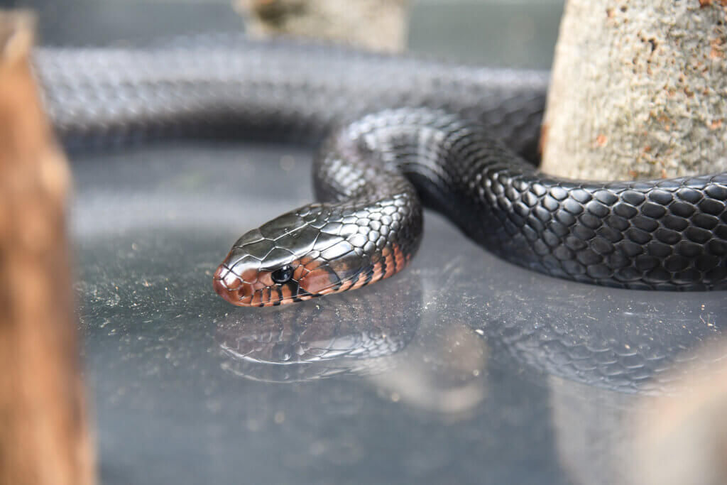 Eastern Indigo Snake background