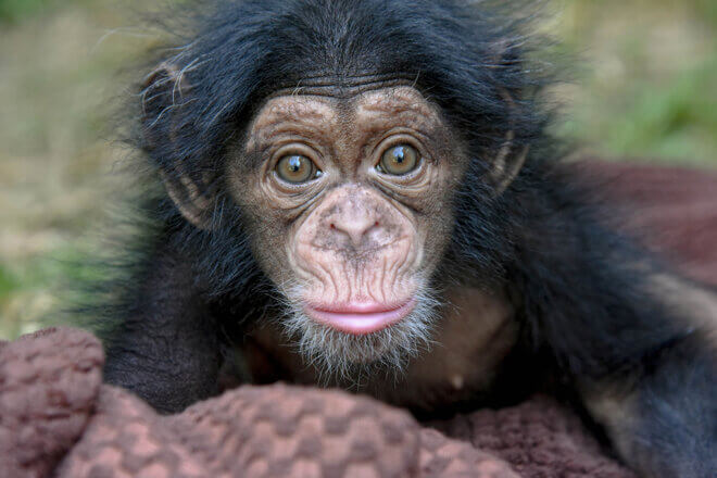 Baby chimpanzee ivy