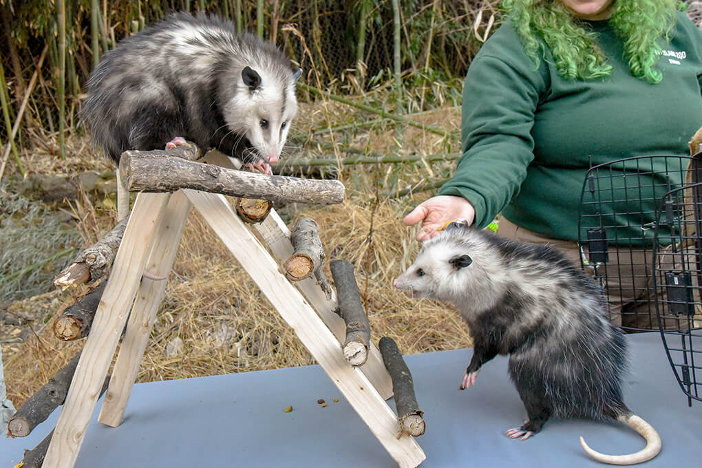 Opossum ambassadors Salmon and Moose