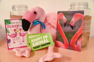 Flamingo adopt 