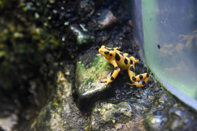 Panamanian Golden Frog